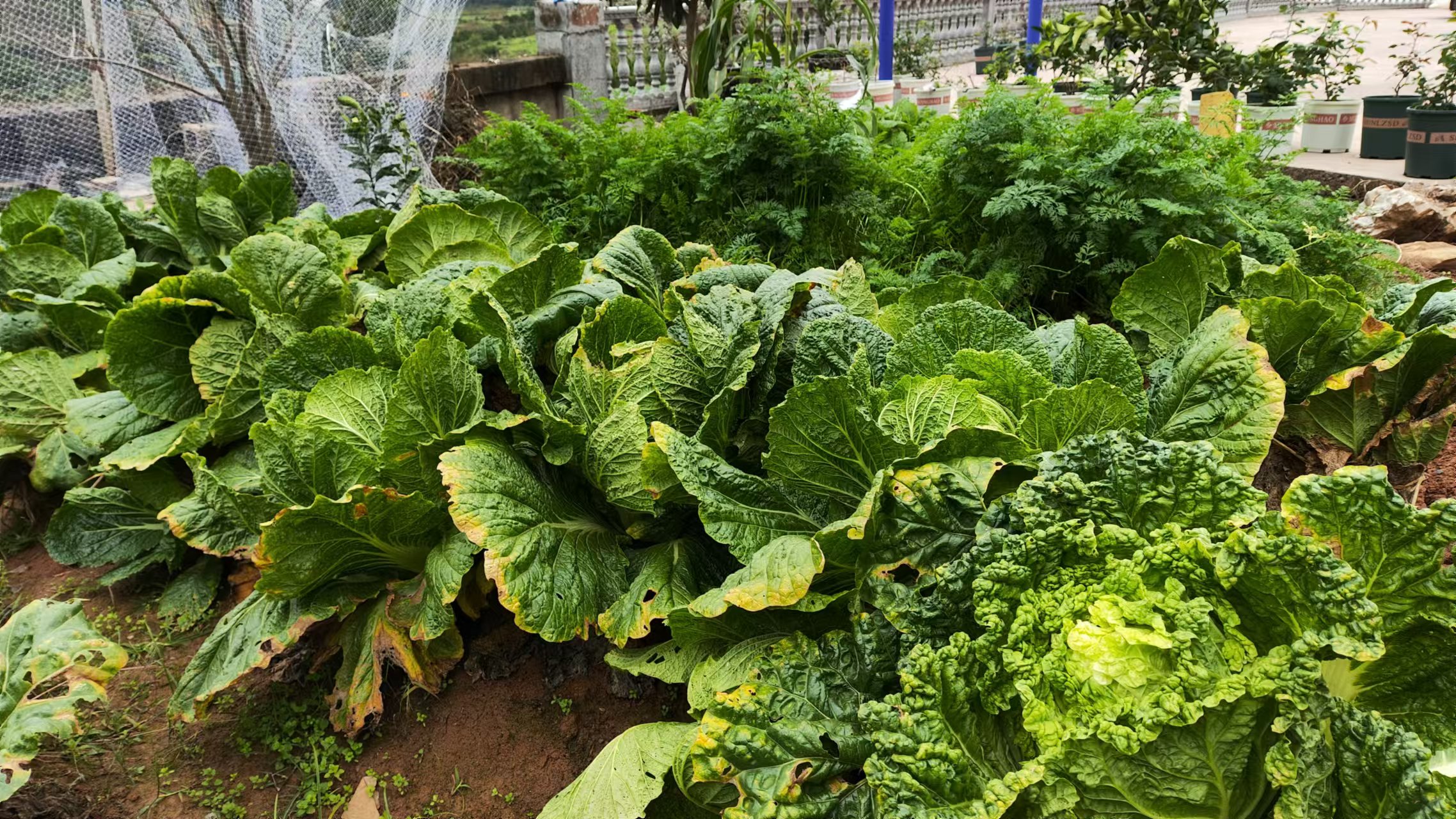 南北大白菜过冬指南:看懂气候信号,轻松应对两种寒冬