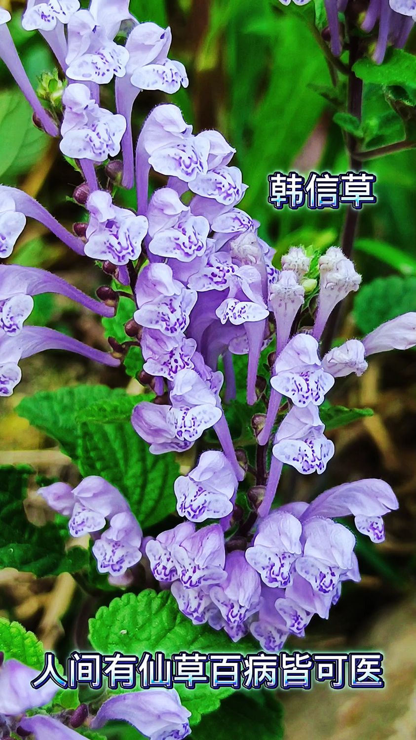 人间有仙草百病皆可医 之 韩信草