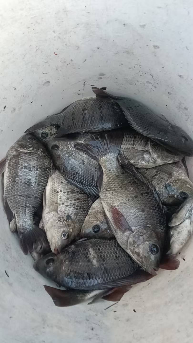 江里捉的野生罗非鱼,个头虽小,但是肉质鲜甜嫩滑,比那些几斤重的养殖