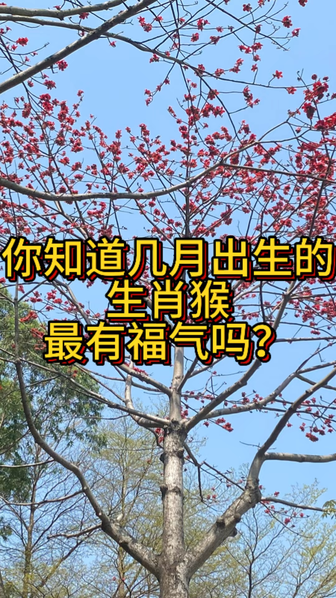 生肖猴本月爱情运势(生肖猴2021年爱情运势)