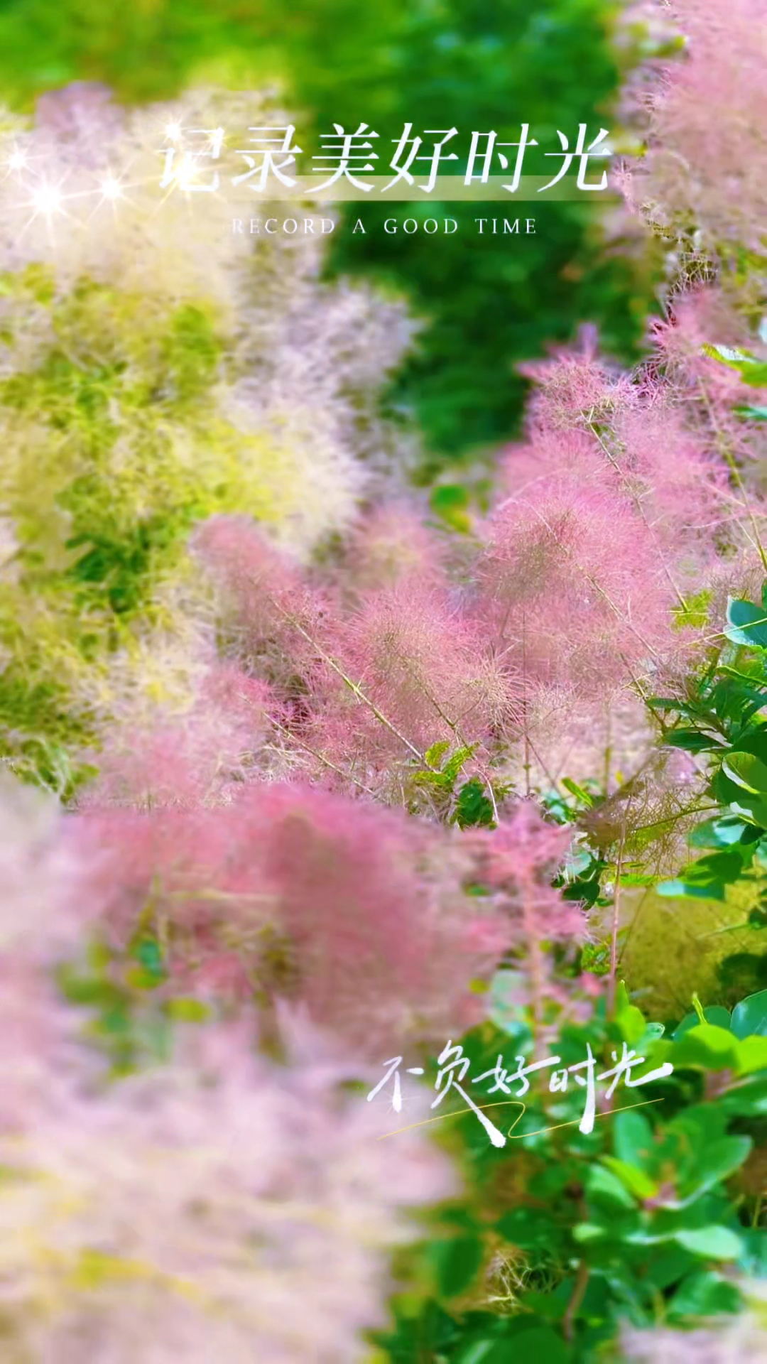 如烟似梦的黄栌花:又称雾中情人,粉红色似云似雾,宛如万缕罗纱