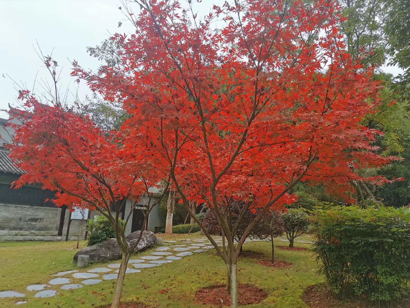 我说一个婆婆的大丑事儿,有一次回婆婆家吃饭,大夏