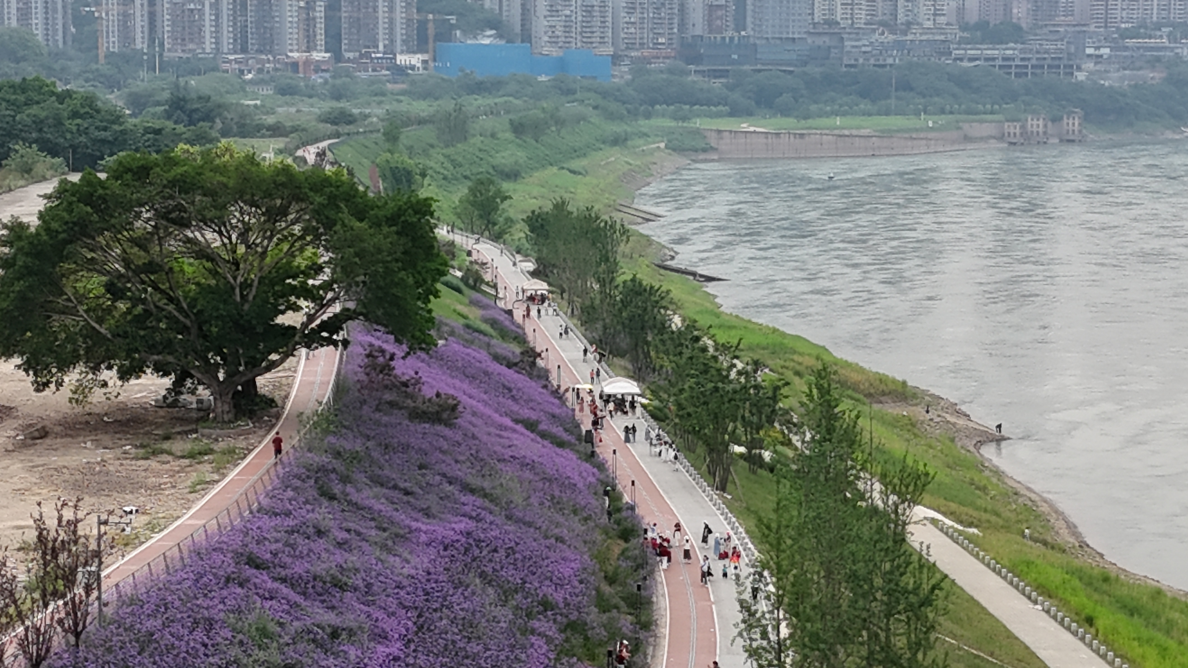 九龙半岛黄桷坪花海,不缺人气,缺停车场和卫生间