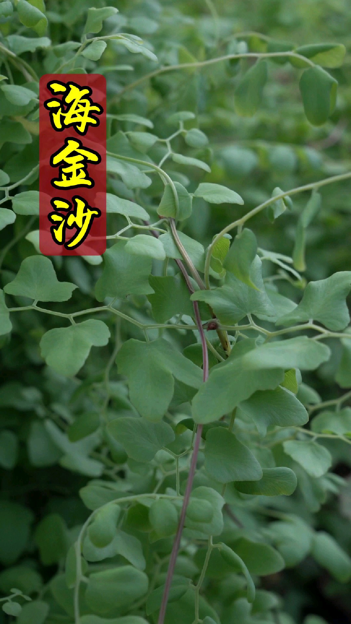 农村常见的海金沙,你知道它的好处吗?在评论区说说