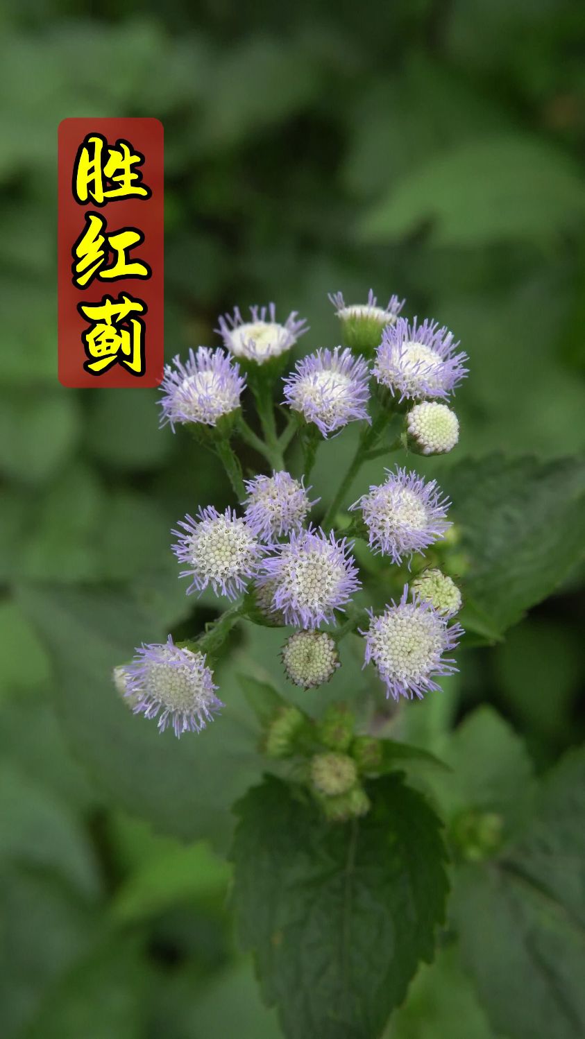 田边地头常见的胜红蓟,你知道它的妙用吗?欢迎评论区留言