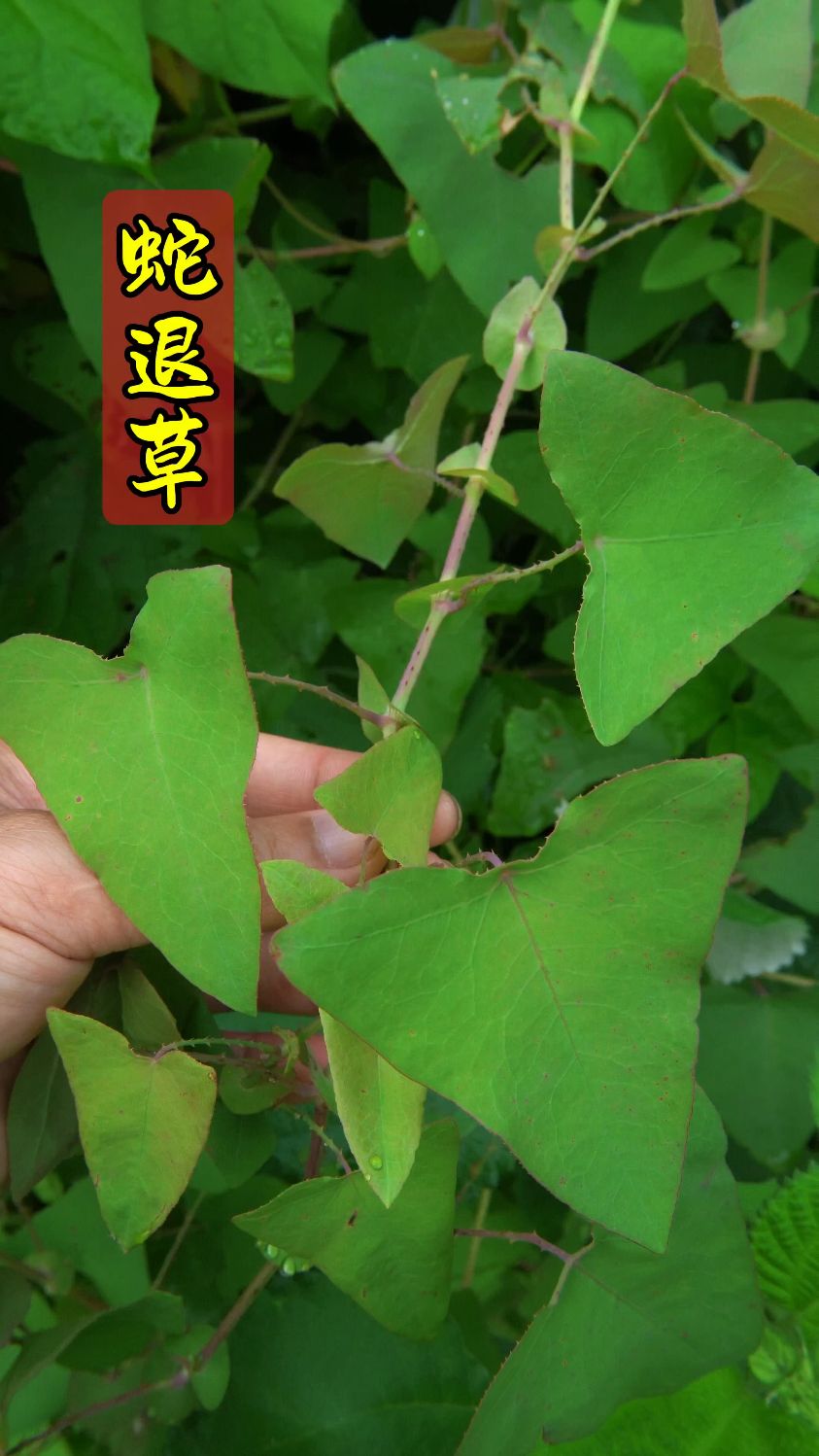 蛇退草又称杠板龟,蛇倒退,如今很少看到了,你的家乡还有吗?