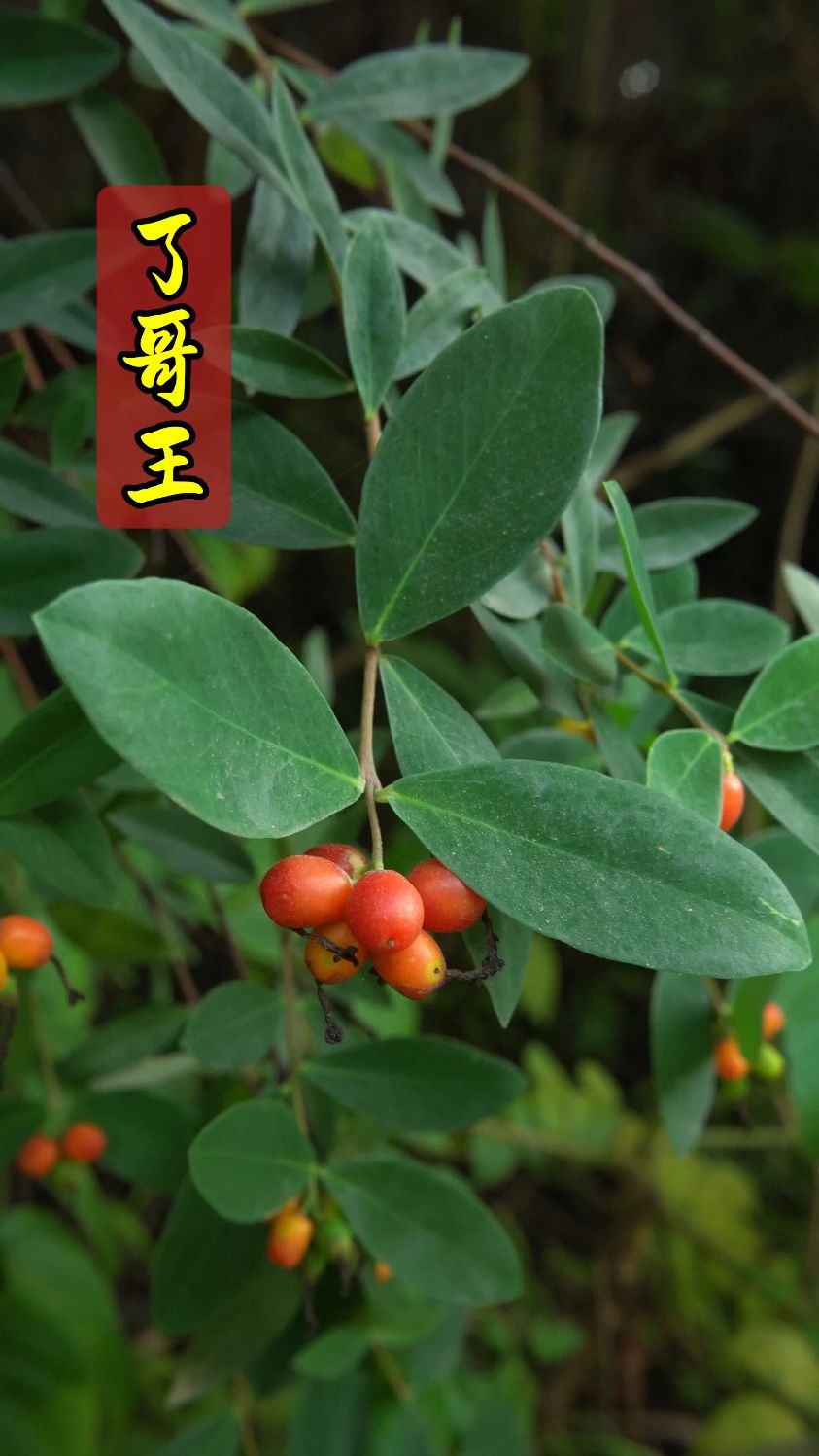 它就是"了哥王"!名字挺霸气,其实在南方山野挺常见