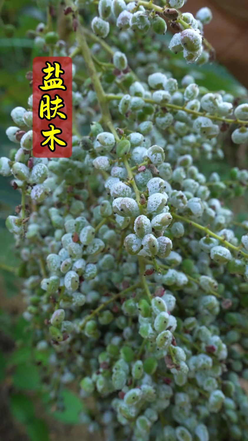 山中藏盐树,采撷自然味