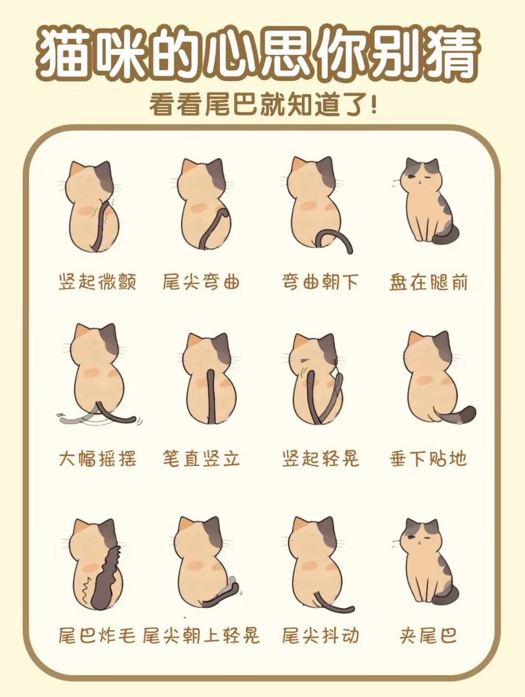 怎么超度猫-猫死后怎么给它超度