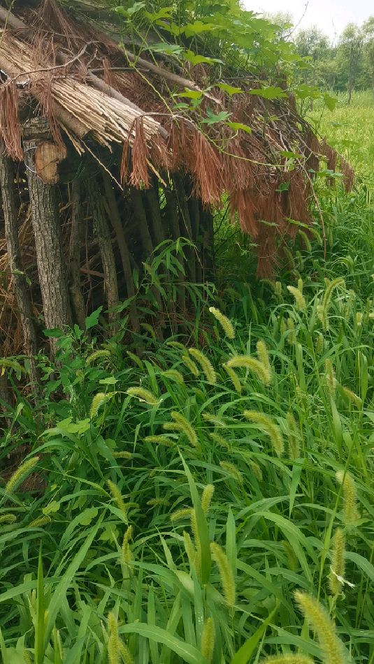 动物之家(本杰士堆)