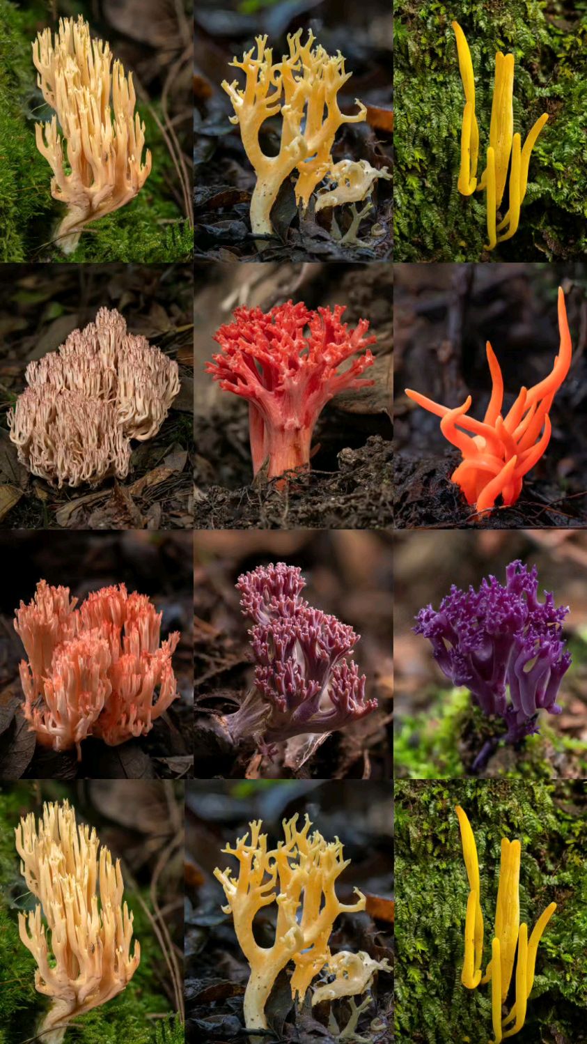 珊瑚菌类,颜值派的野蘑菇