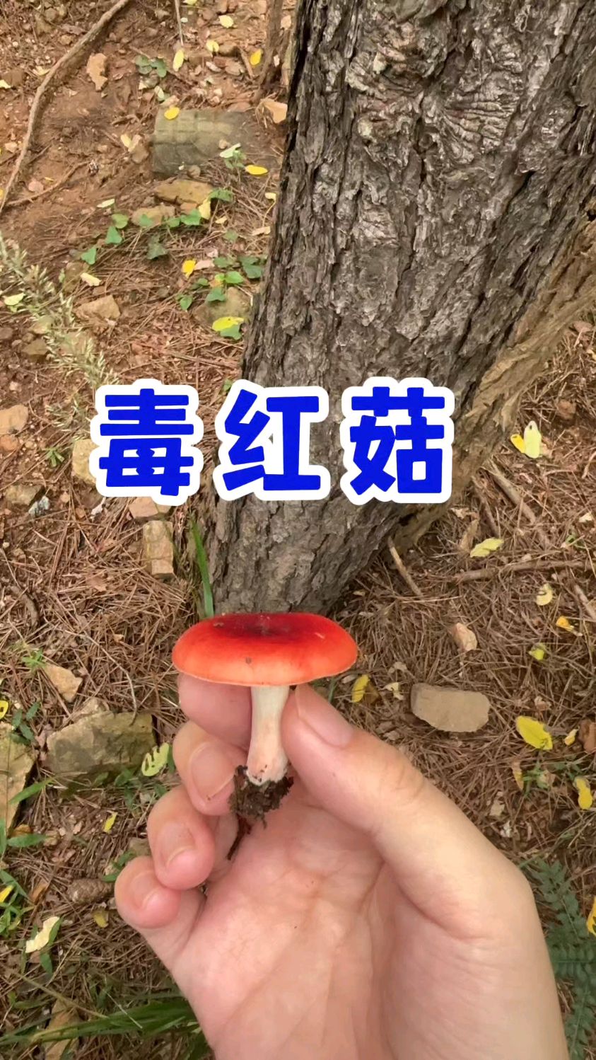 毒红菇,长在松林,生尝辣,表皮可大面积揭起来