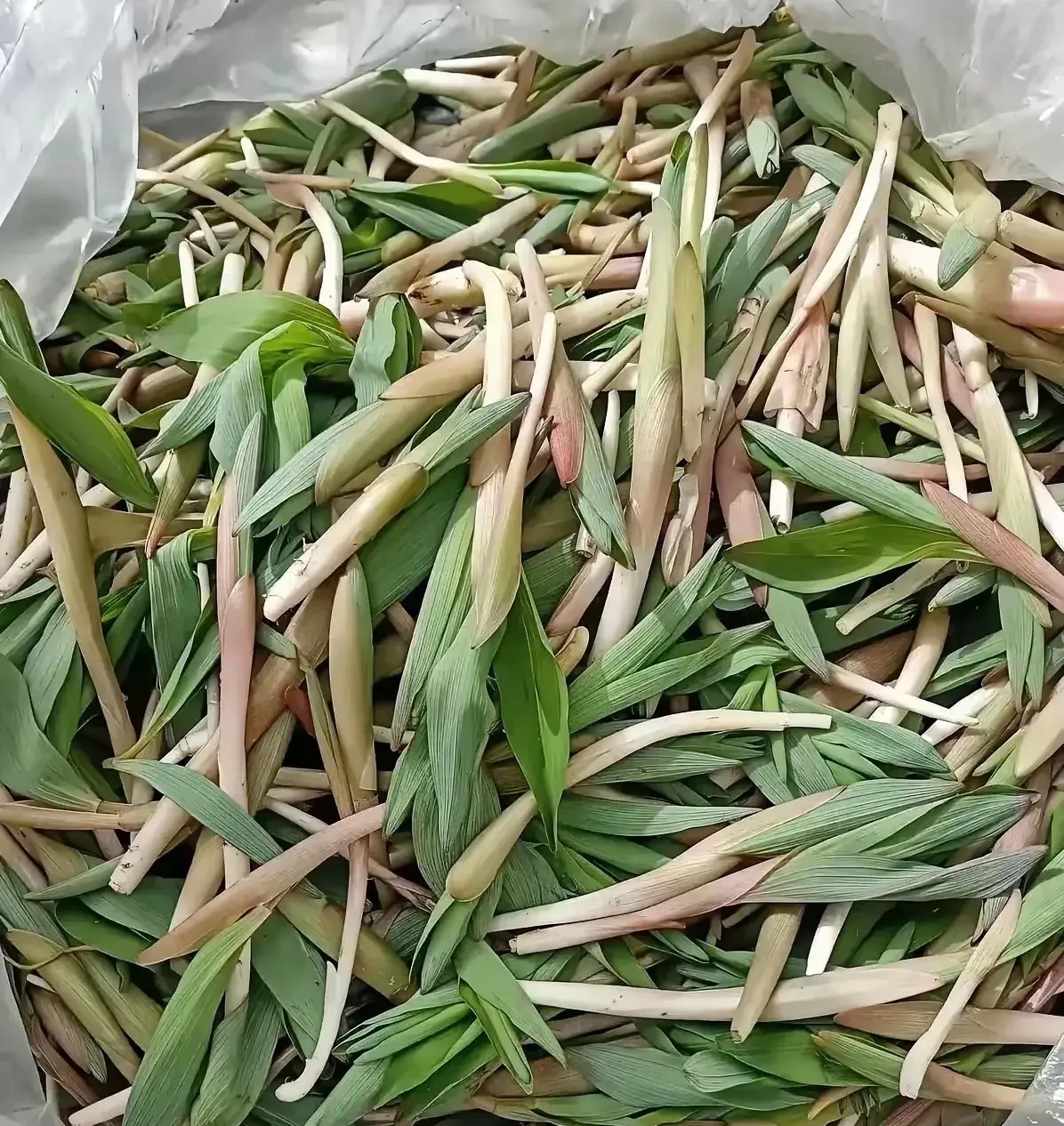 竹子叶,去年在一个饭馆吃了一次,感觉挺好吃的,忘记问那个老板是啥菜