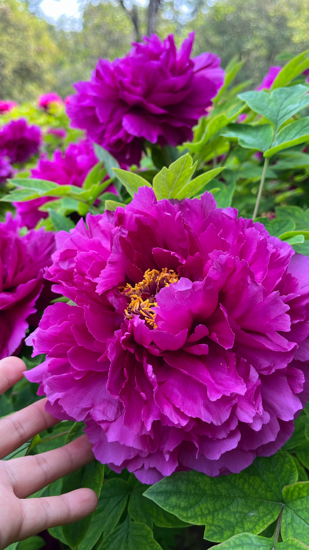 洛阳牡丹紫红色!1月份开花