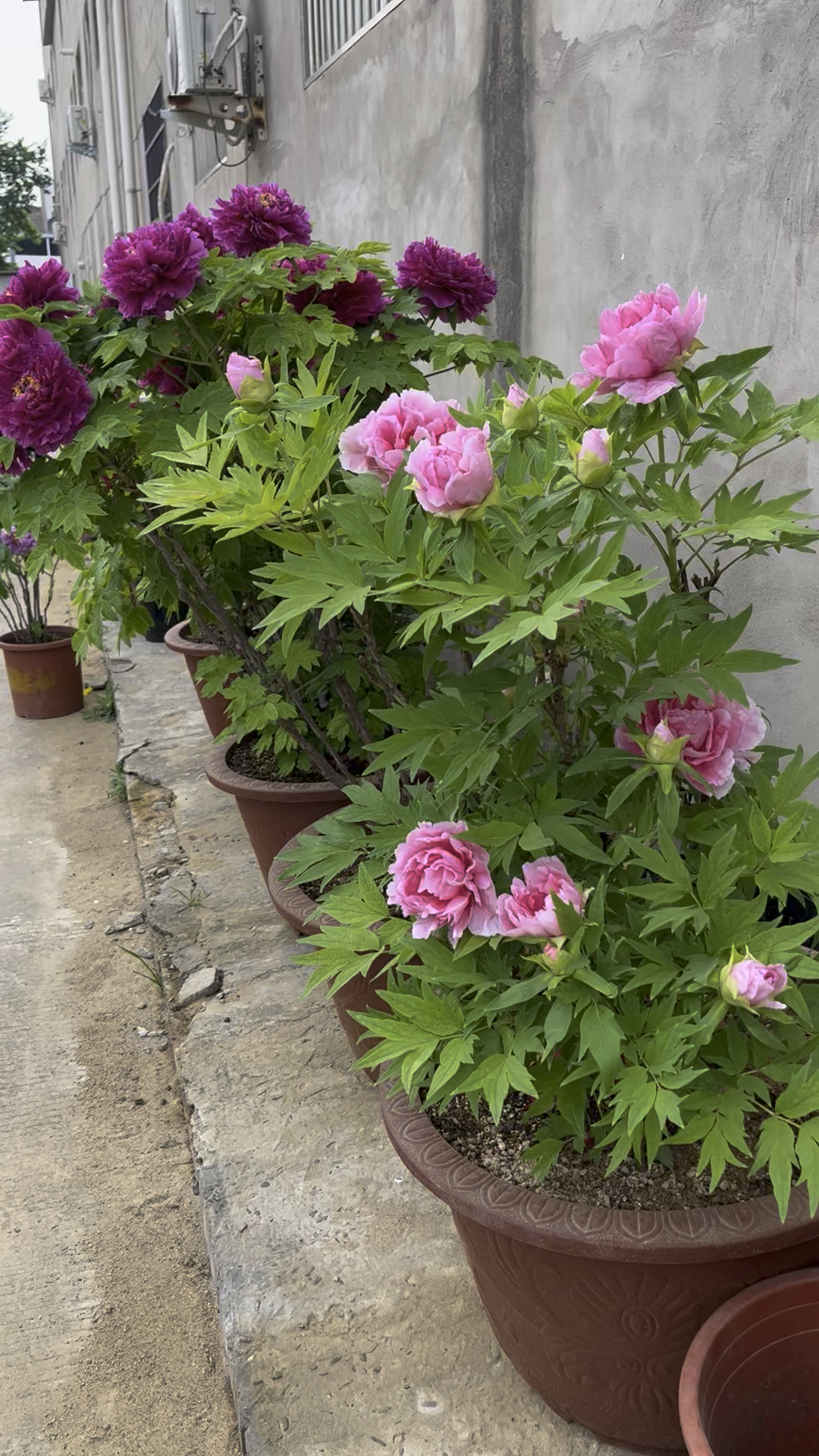 洛阳牡丹开花实况