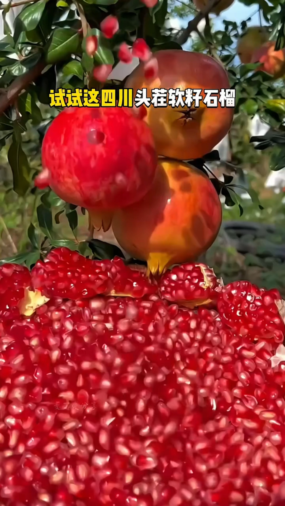 真的不用吐籽,四川会理软籽石榴熟了,软籽可咽脆甜多汁