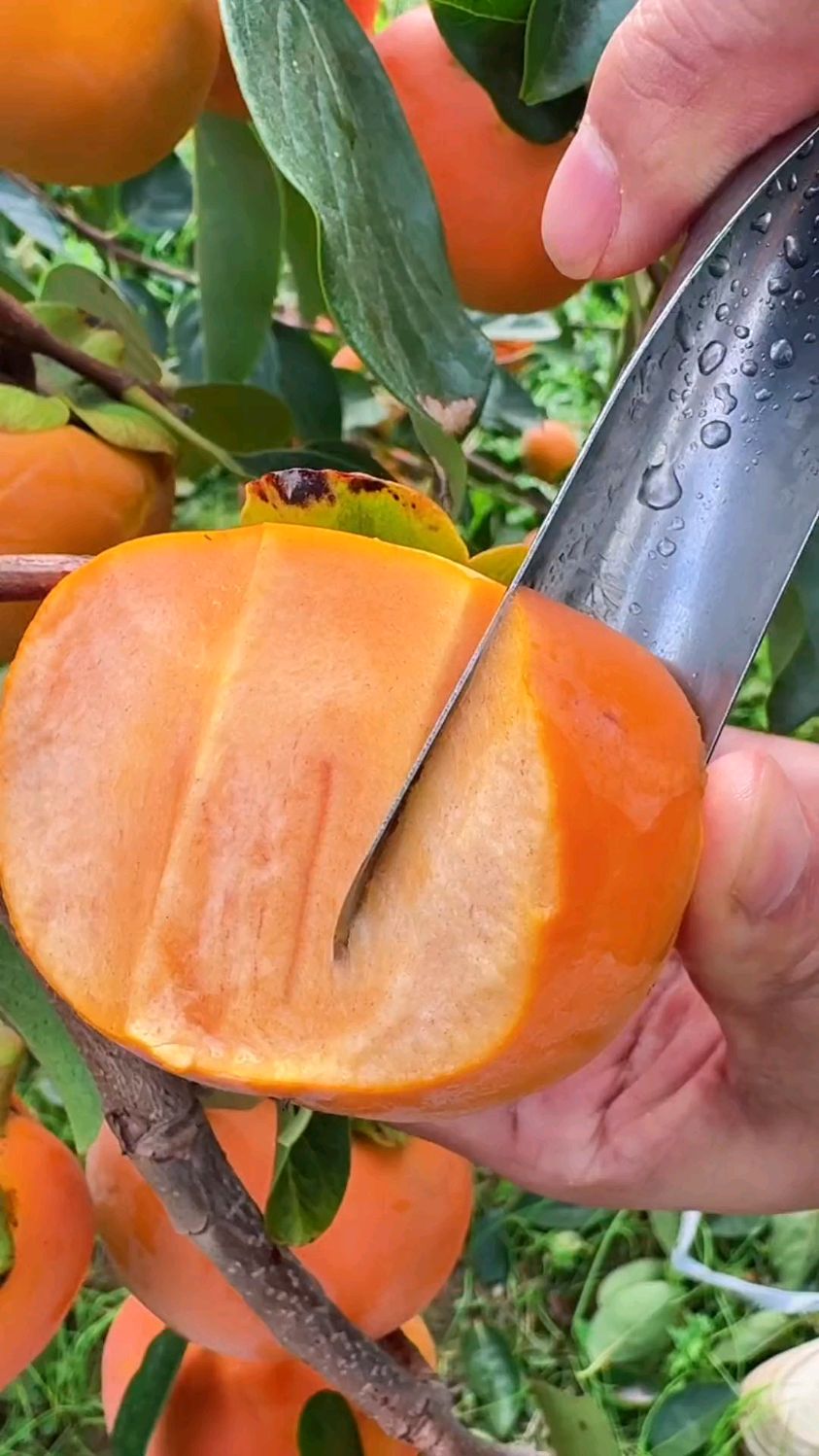 阳丰巧克力脆柿子成熟啦!脆甜爽口,个大果肉饱满,完全不涩口