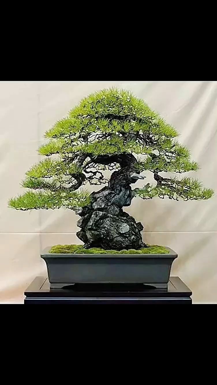 精品盆景!请您欣赏!