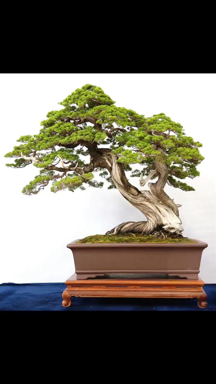 精品盆景!请您鉴赏!