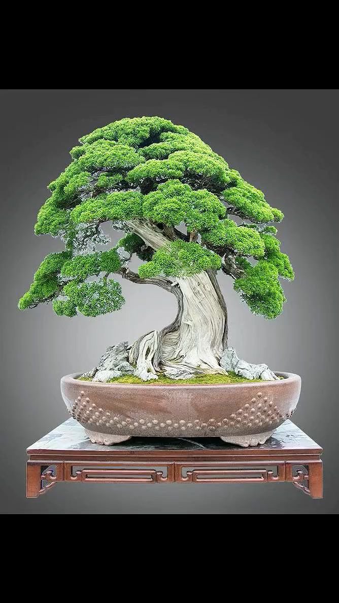 精品盆景!请您鉴赏!