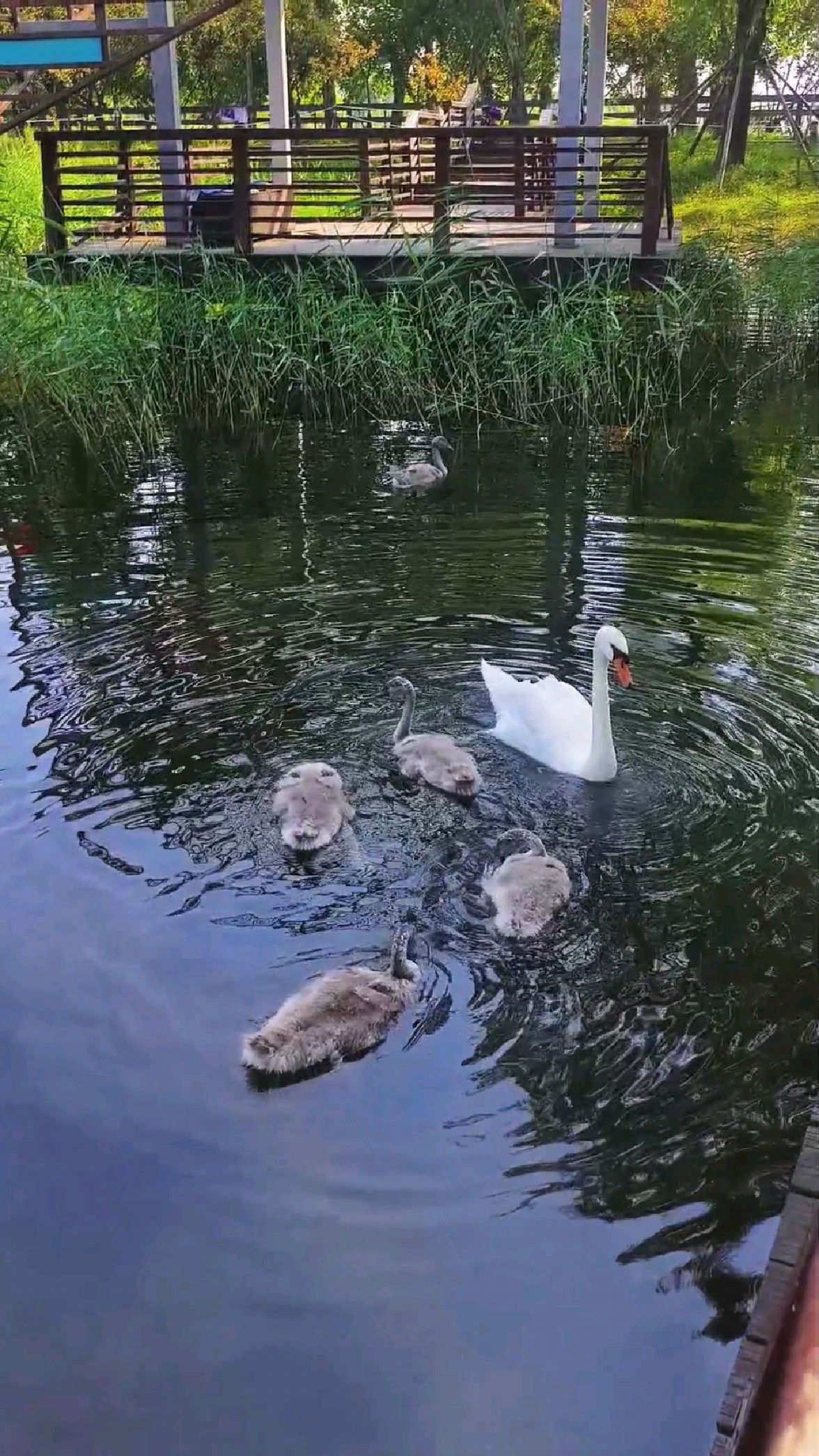 北龙湖新队长家鹅妈带着五个鹅宝在池塘里游水,休憩!