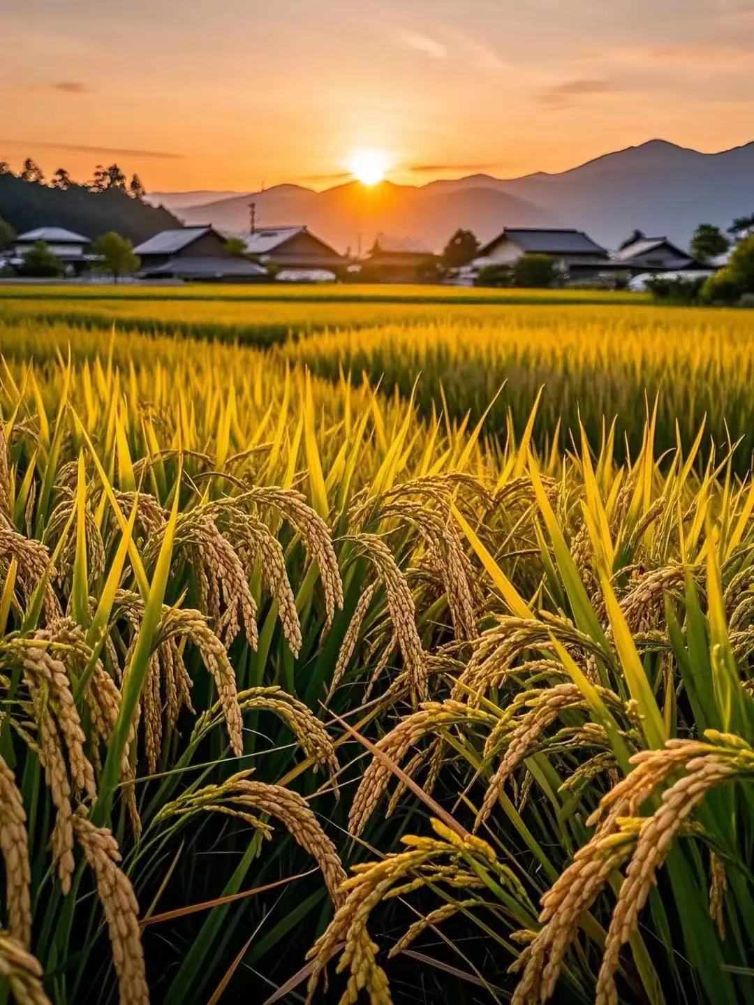 麻仓优突然播放引发全网关注，短短三分钟引爆社交媒体，众多网友热议不断，热度持续攀升创纪录