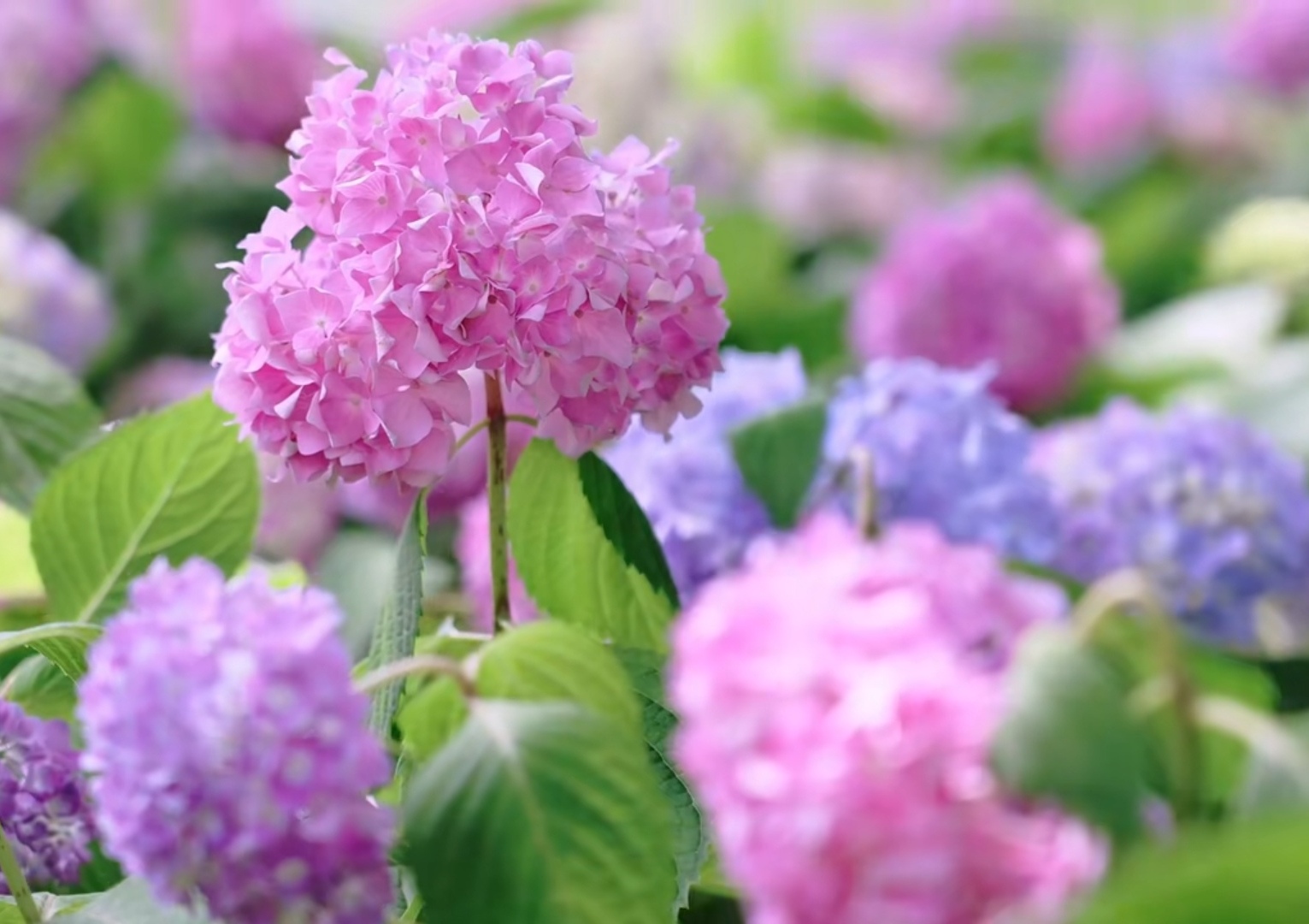 看图练字 团团绣球褶花秀, 姹紫嫣红出叶青