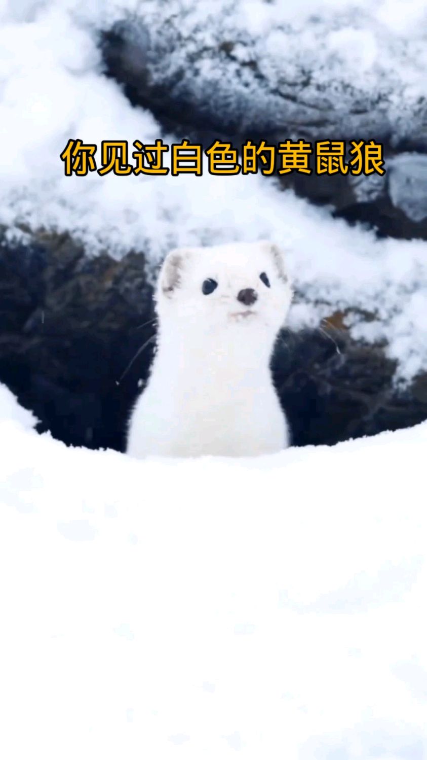 你见过白色的黄鼠狼吗,一只可爱的小白兔成为了它今天的晚餐