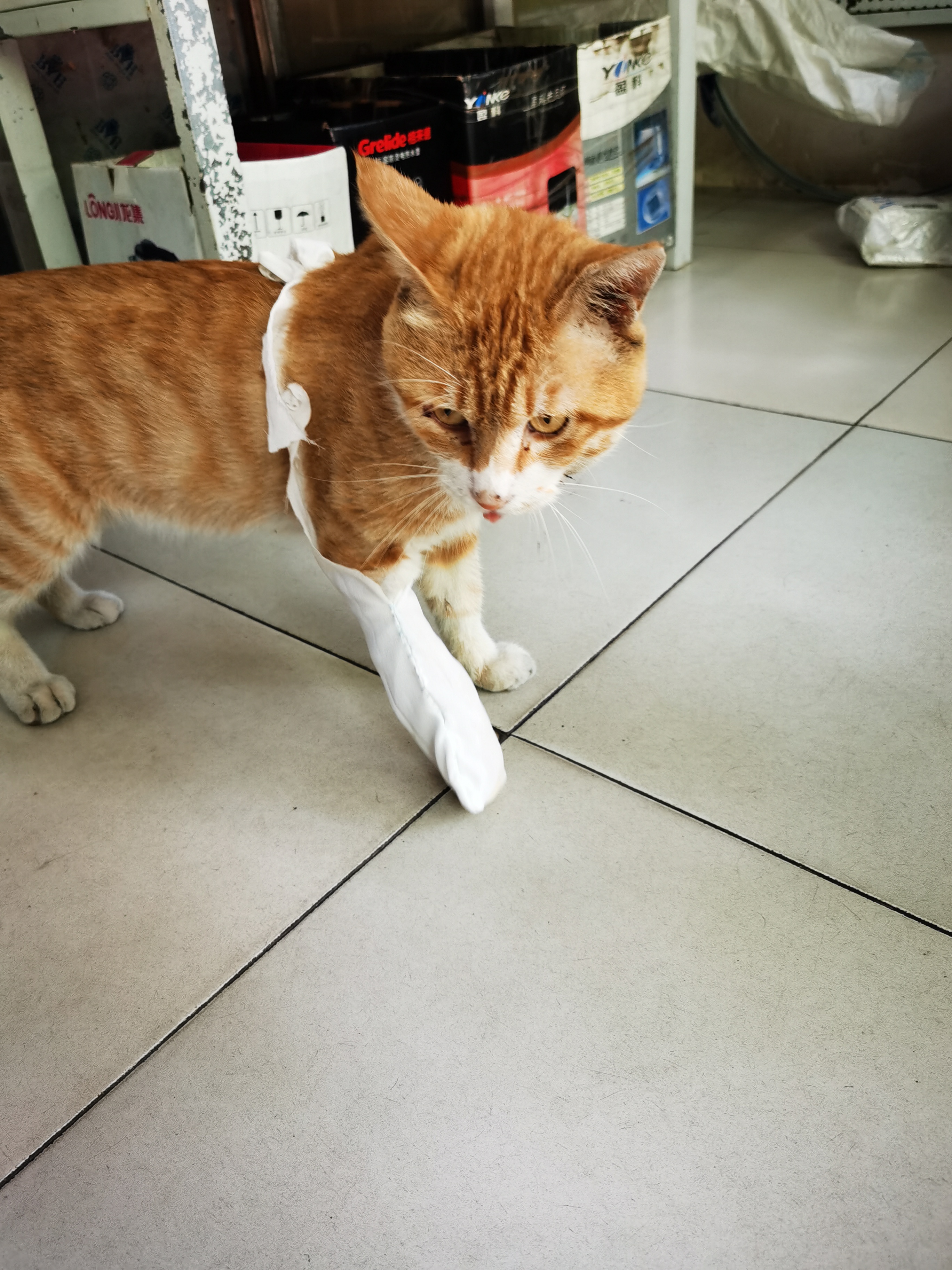 我家猫出去玩了一天才回来,一回来就发现它的脚趾受伤了