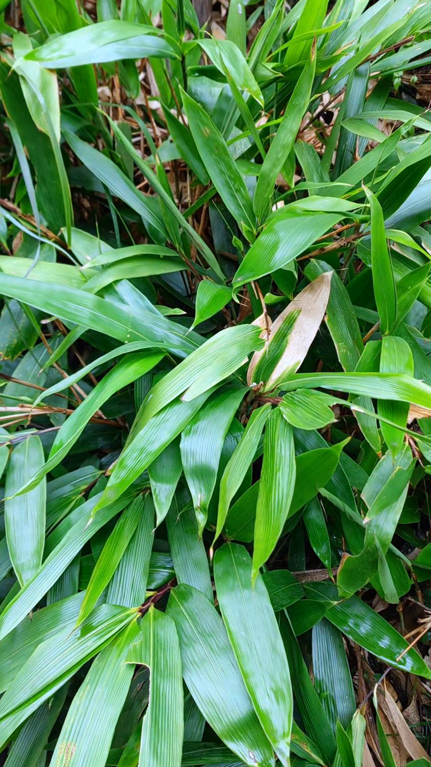 看看认识吗,包粽子的叶子,新鲜也是一道美丽的风景,太美了