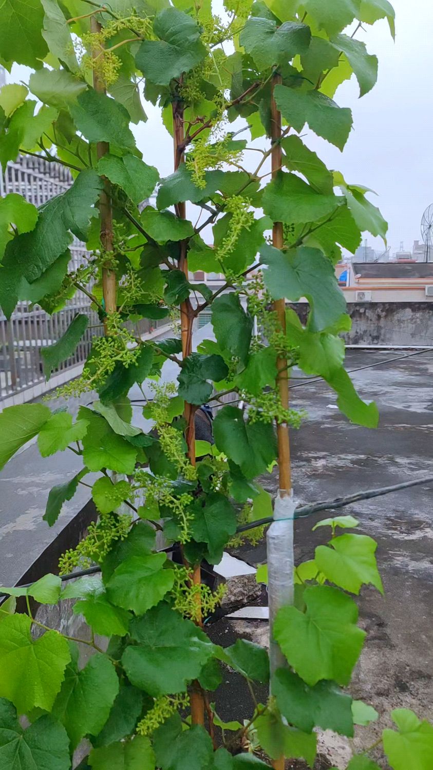 盆栽葡萄,两种肥水轮流浇,一天变一个模样,盆小肥必须要跟上