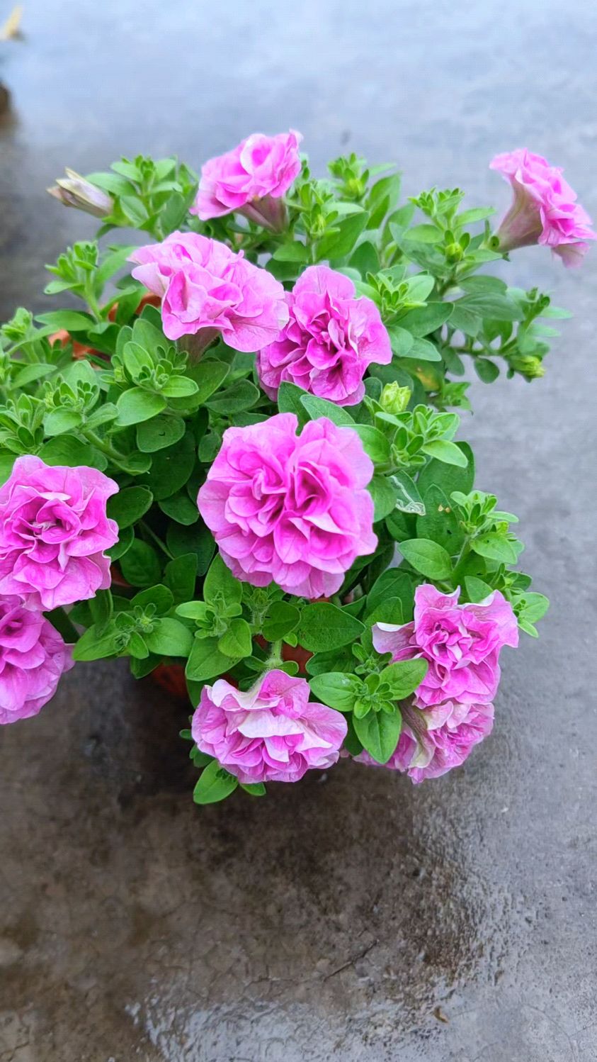 超级好养的重瓣矮牵牛,层层叠叠的花朵,确实美得不要不要的