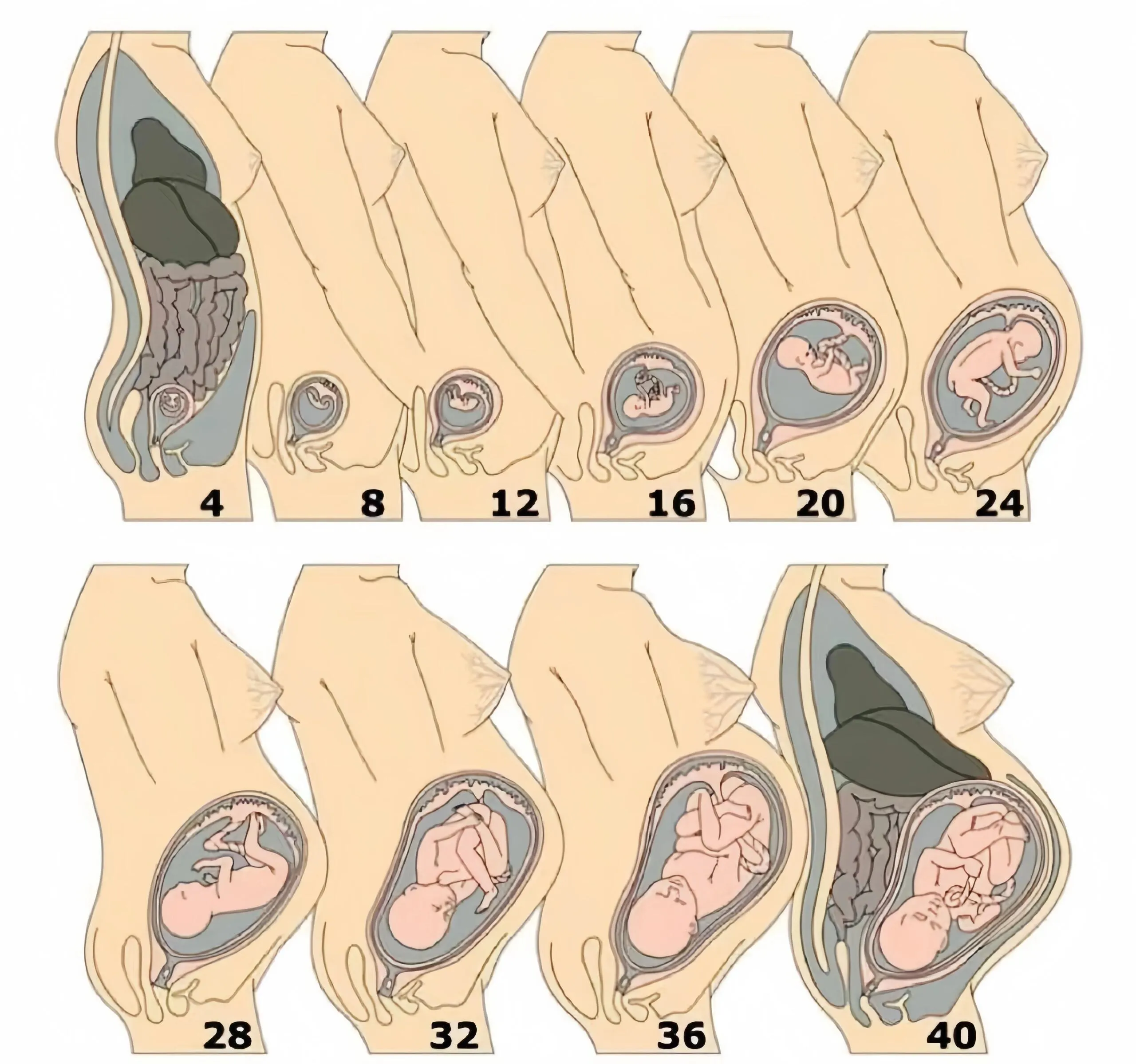 咳嗽最怕的就是羊水栓塞了,堪称最凶险的并发症