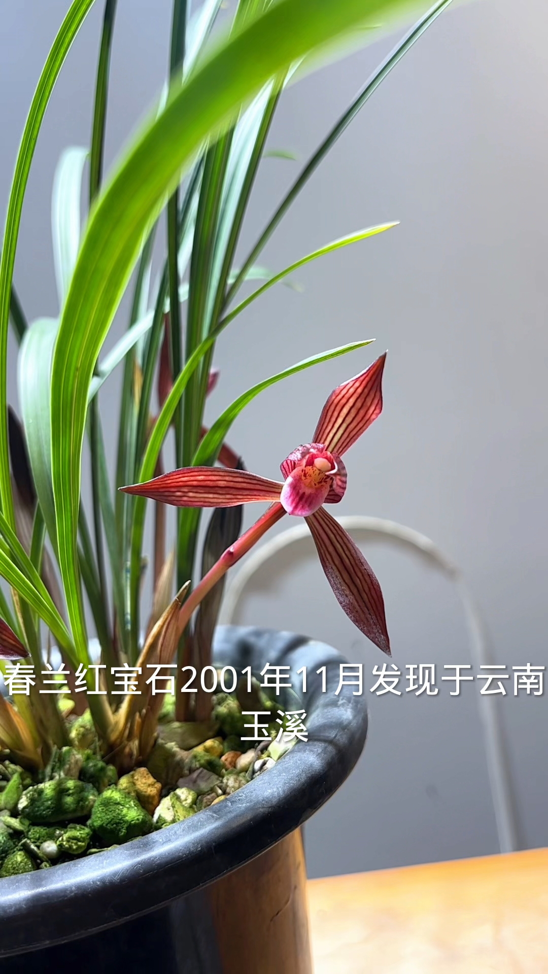 春兰经典品种红宝石