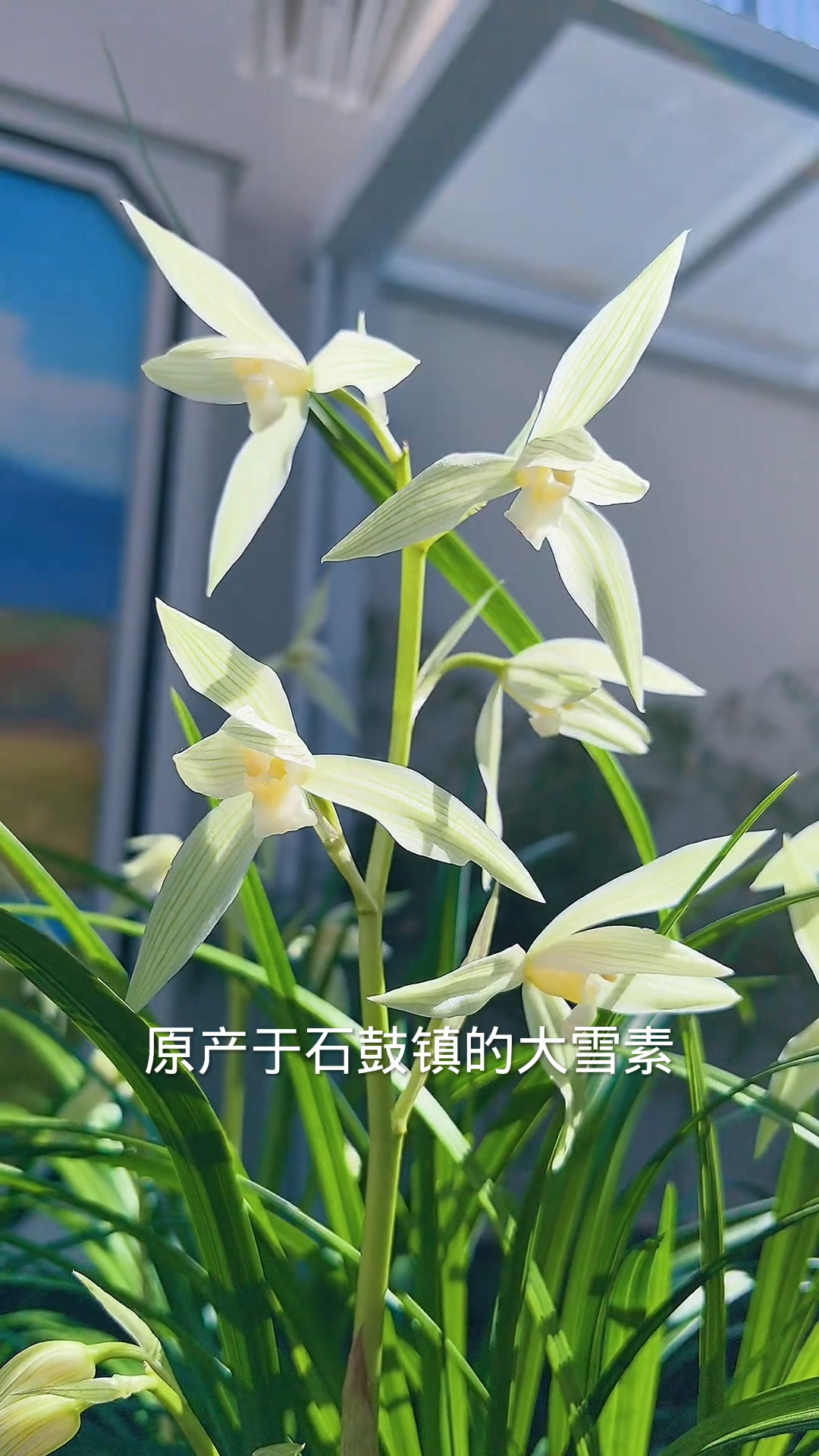 莲瓣兰经典品种大雪素