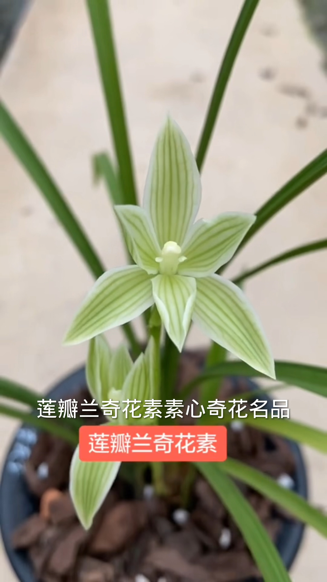 莲瓣兰经典品种奇花素