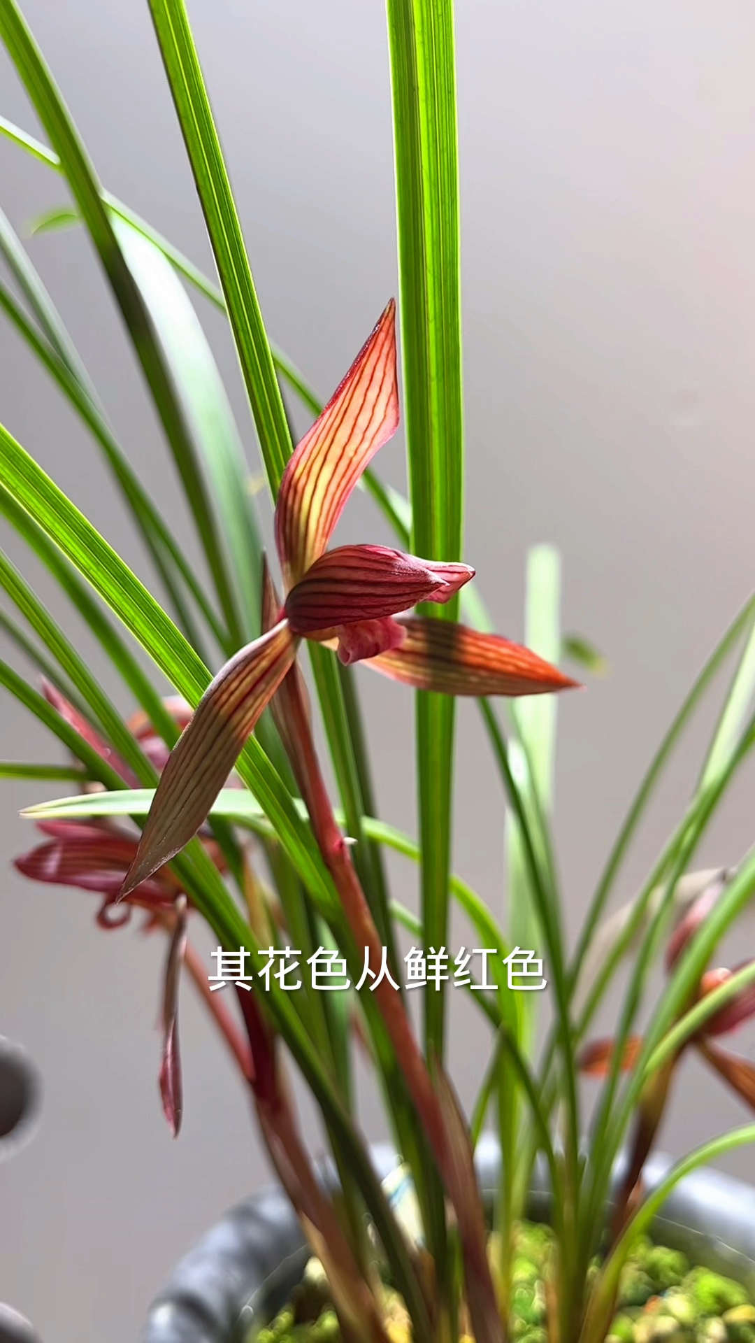 春兰经典品种红宝石