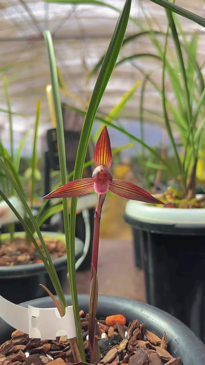 春兰经典品种,红宝石