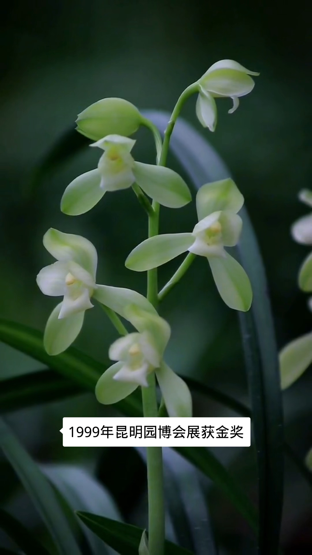 建兰经典品种素君荷