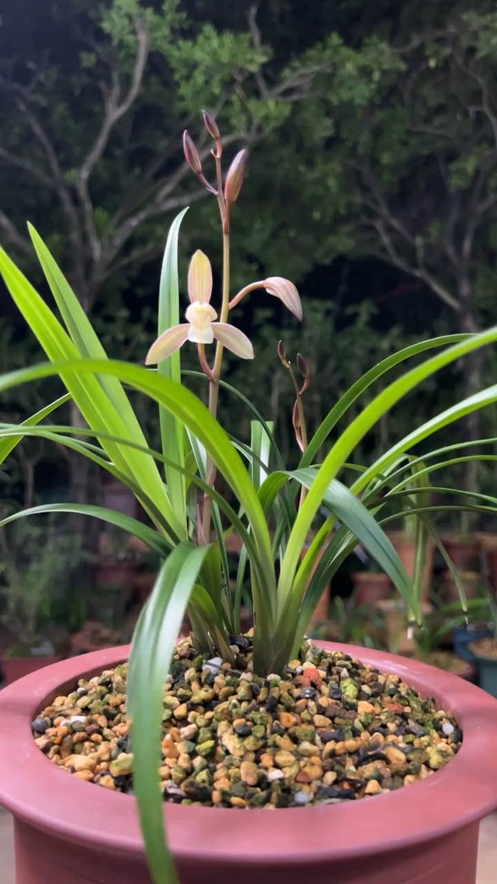 建兰经典品种春雨彩虹