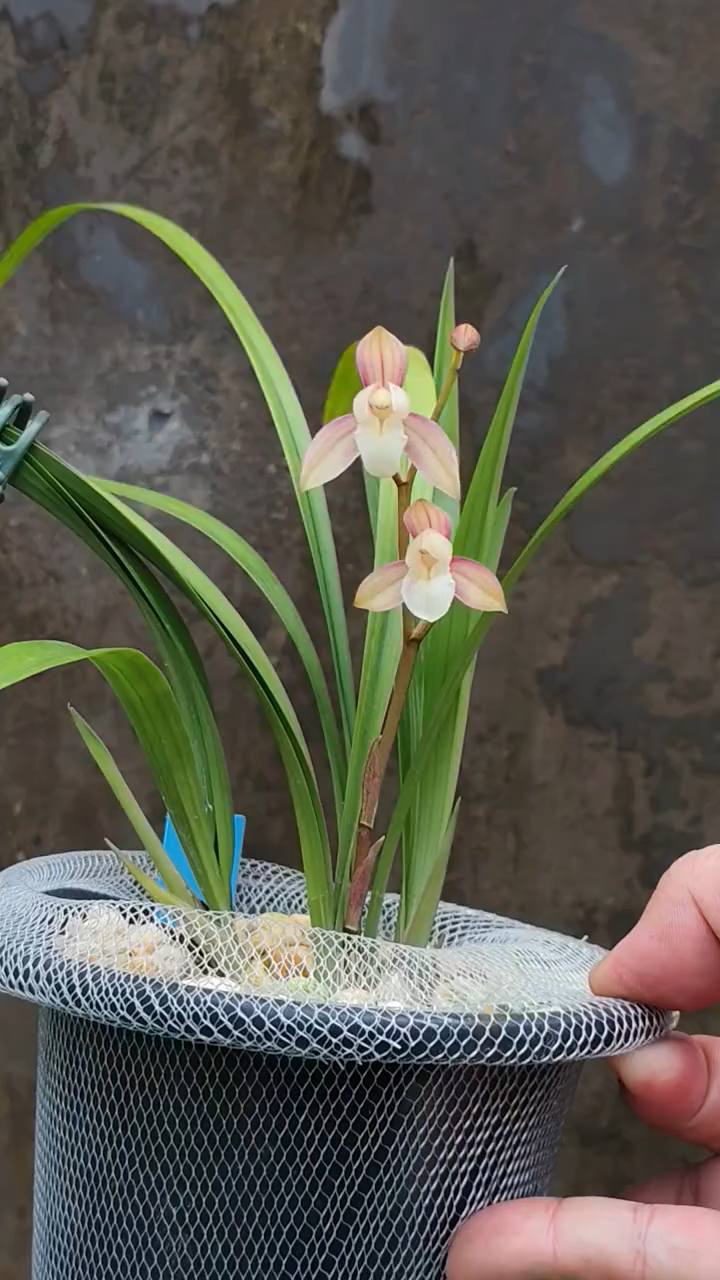 建兰经典品种一号红壳素