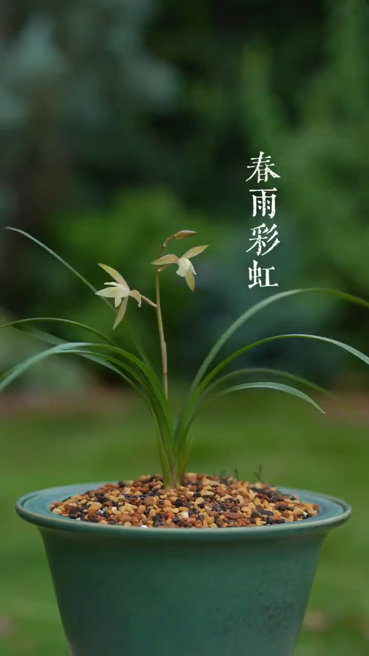 建兰经典品种春雨彩虹