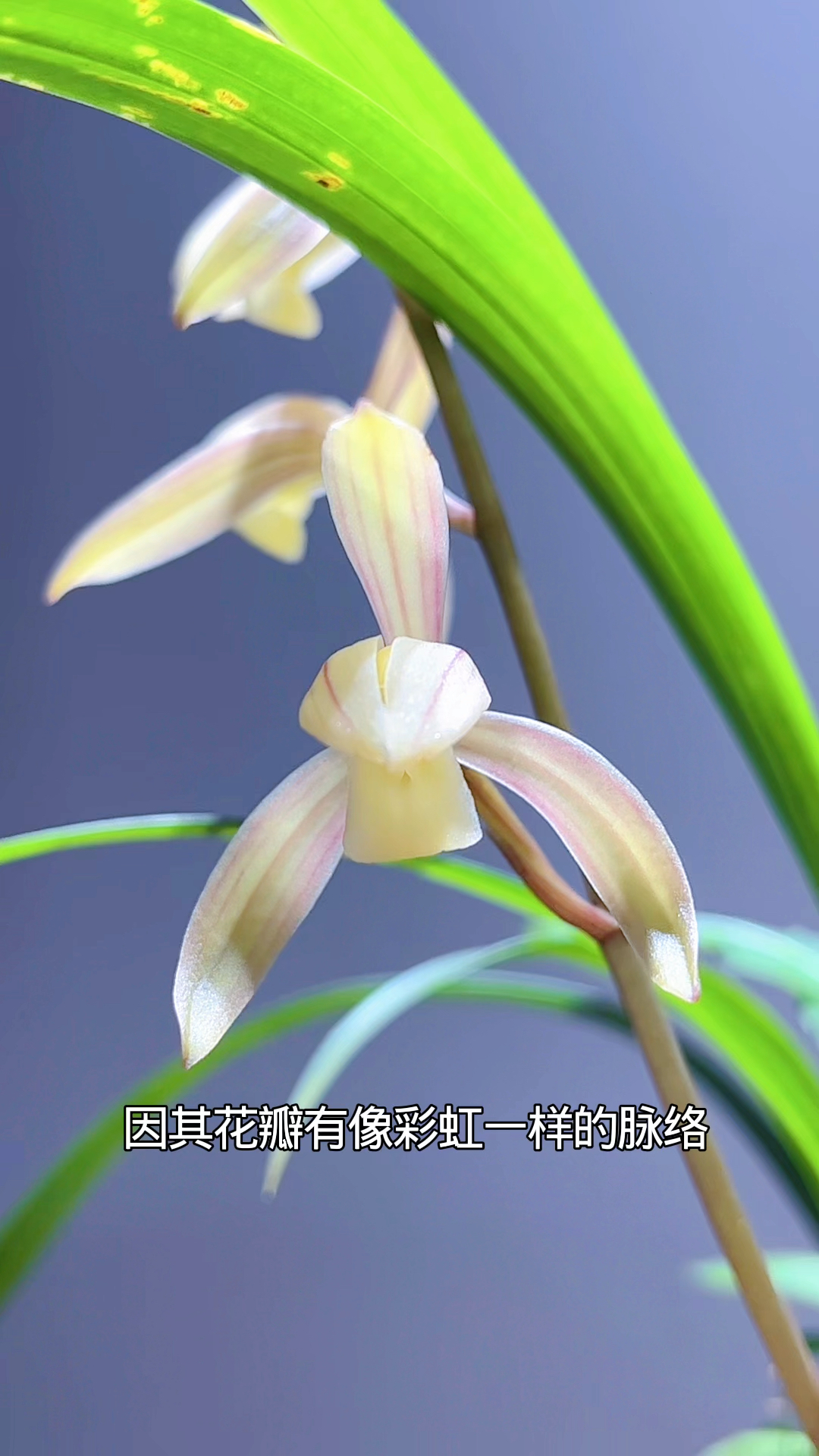 建兰经典品种春雨彩虹有花苞