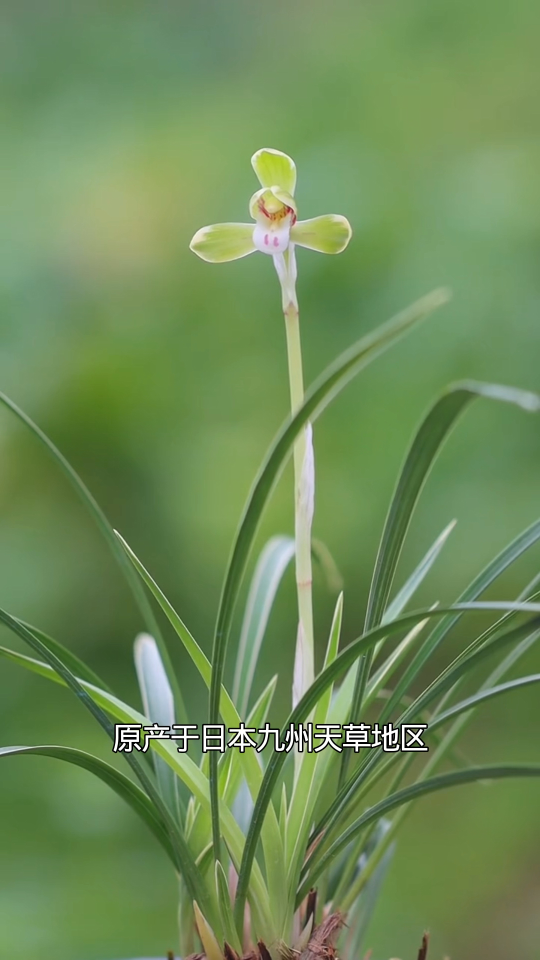 春兰雪山天草有花苞