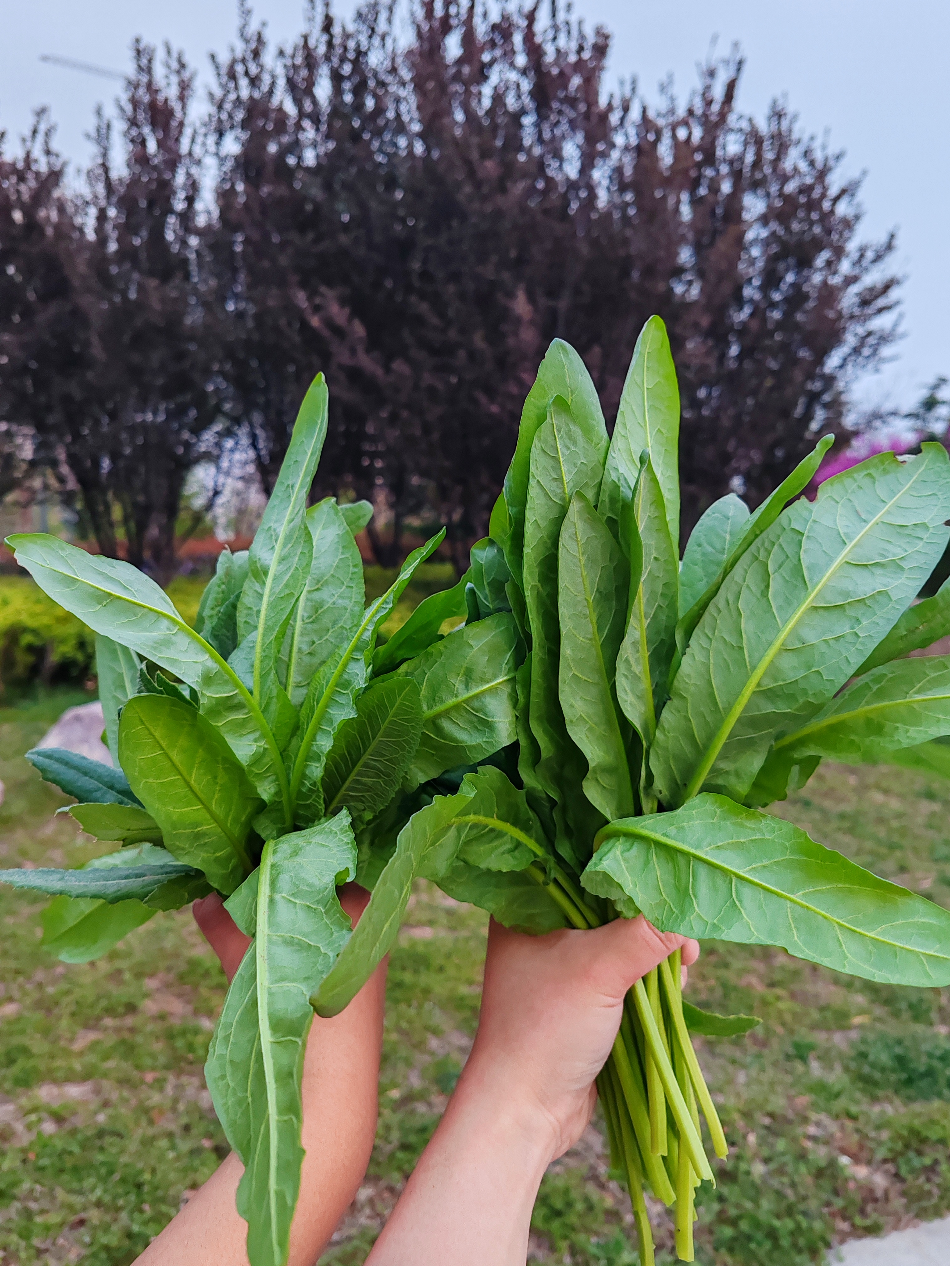 野菜山玉米图片大全