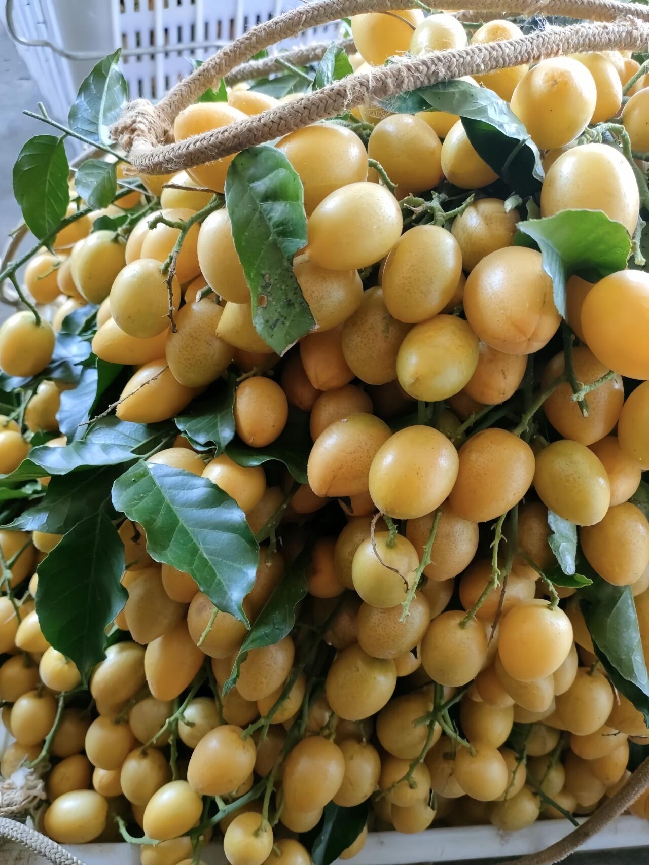 水果大丰收系列 黄皮果 一年一季的黄皮果熟了~ 孕妈超爱的黄金水果