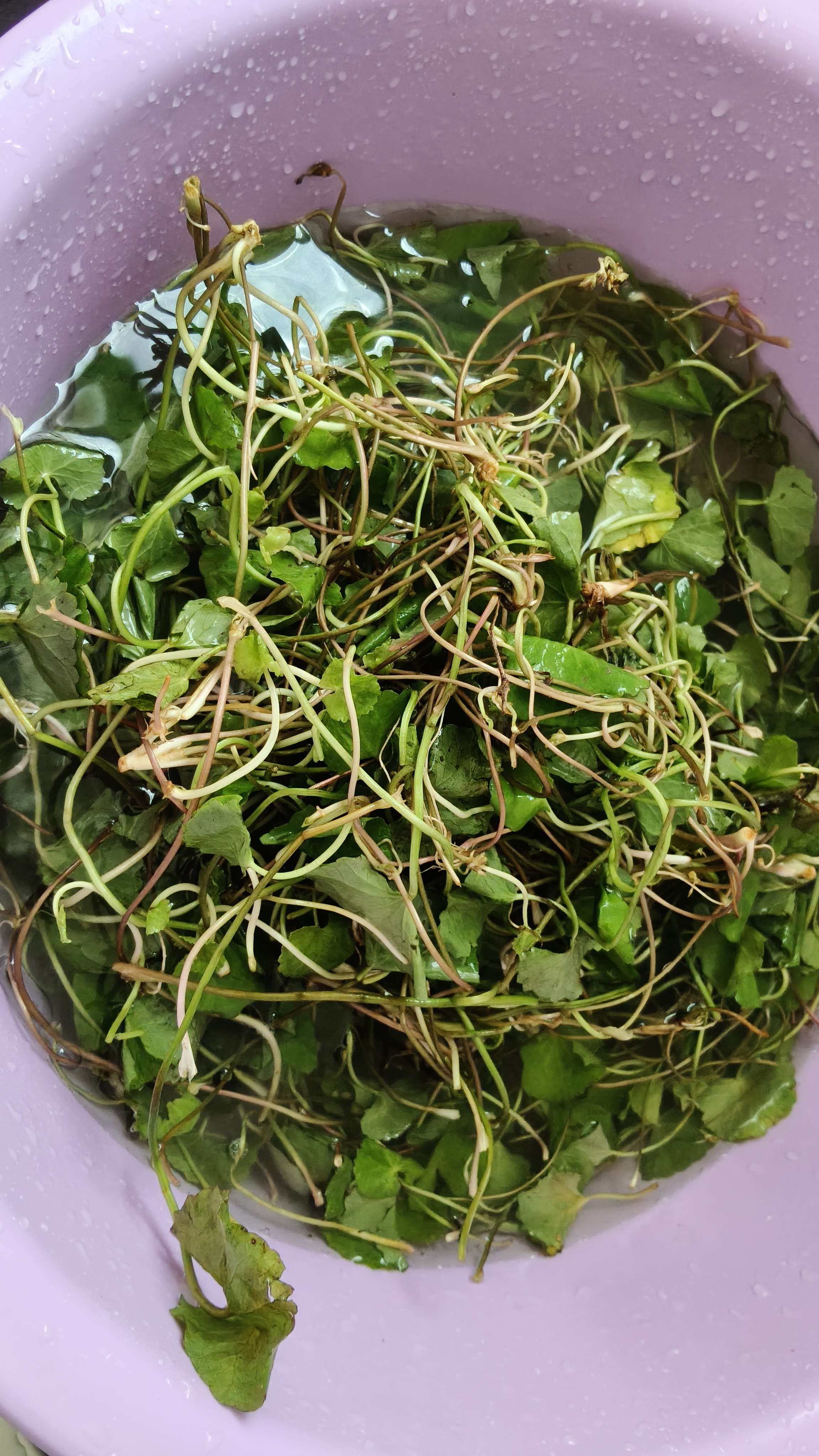夏季百家接力赛