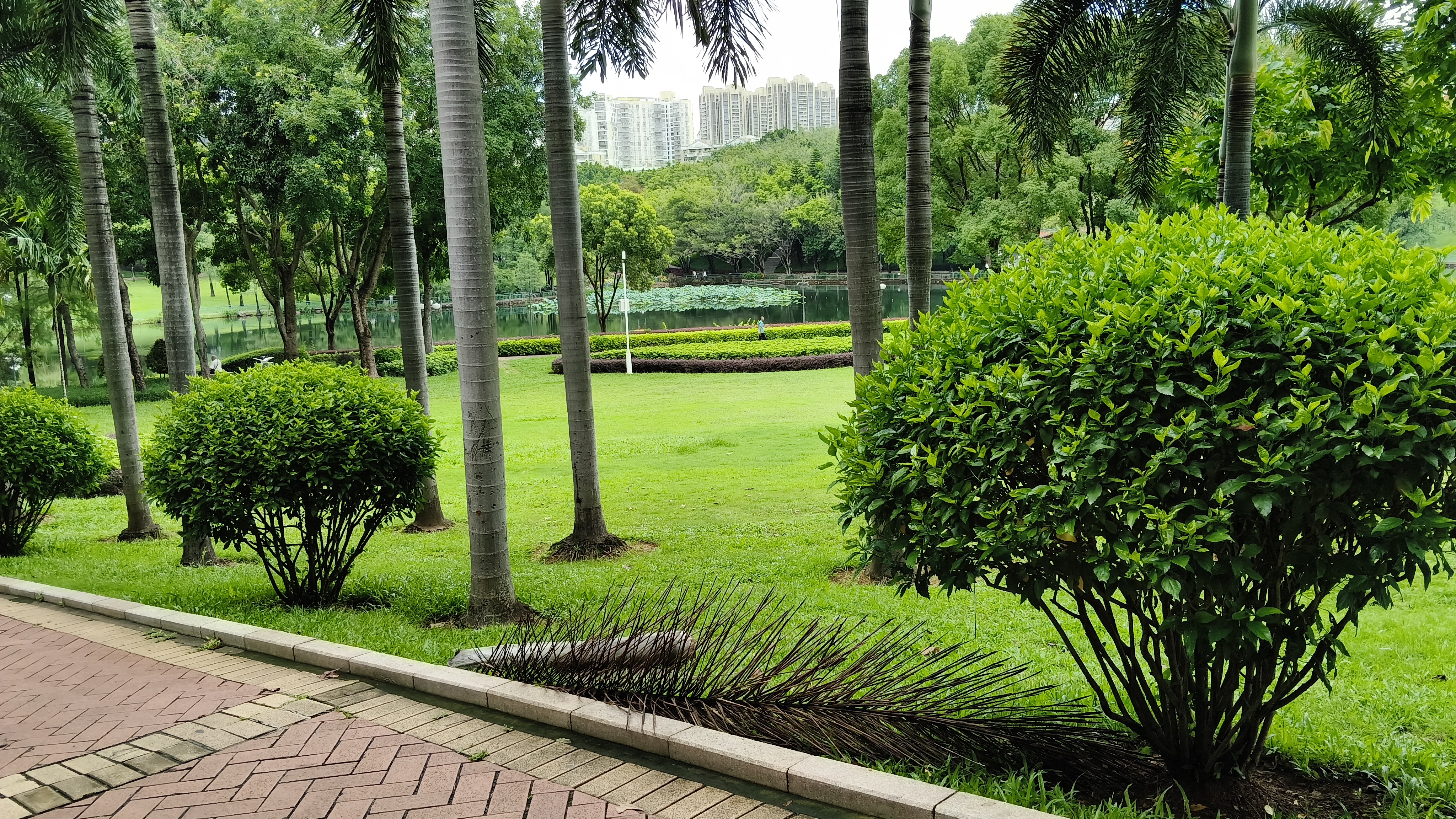 拍于深圳龙岗龙潭公园.#夏日旅途碎片