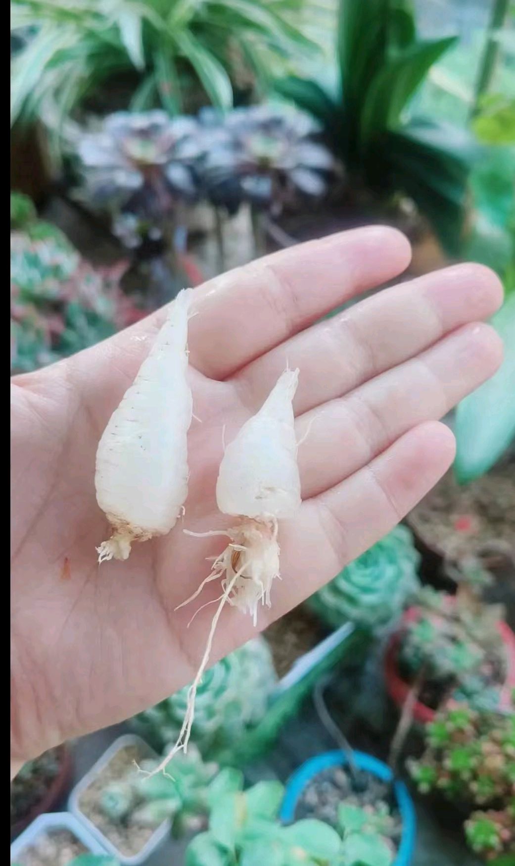 水晶小萝卜,还有人记得它吗,小时候把它当零食吃