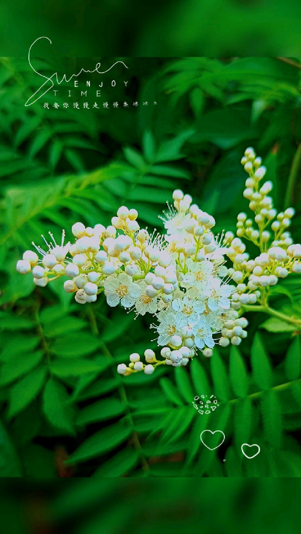 珍珠梅虽小,却精致